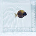 Xanthopterus (Yellowfin) Tang