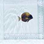 Xanthopterus (Yellowfin) Tang