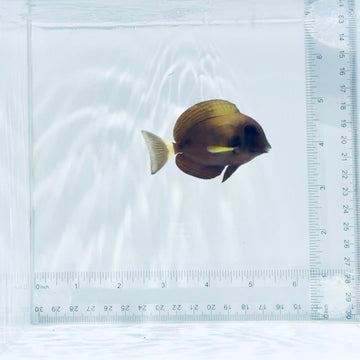 Xanthopterus (Yellowfin) Tang