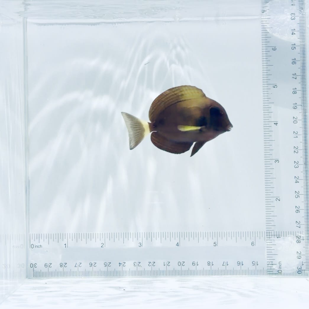 Xanthopterus (Yellowfin) Tang