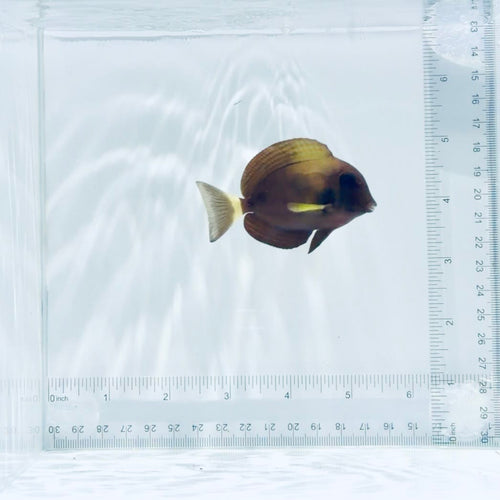 Xanthopterus (Yellowfin) Tang