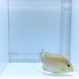 Xanthopterus (Yellowfin) Tang — Acanthurus xanthopterus