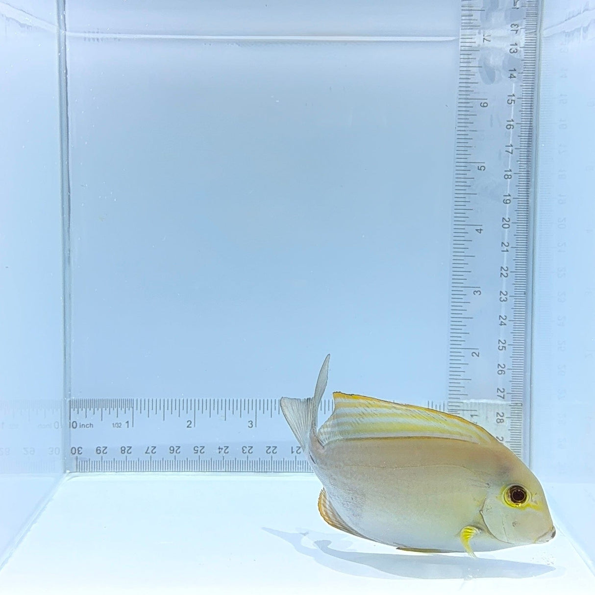 Xanthopterus (Yellowfin) Tang — Acanthurus xanthopterus