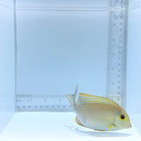 Xanthopterus (Yellowfin) Tang — Acanthurus xanthopterus