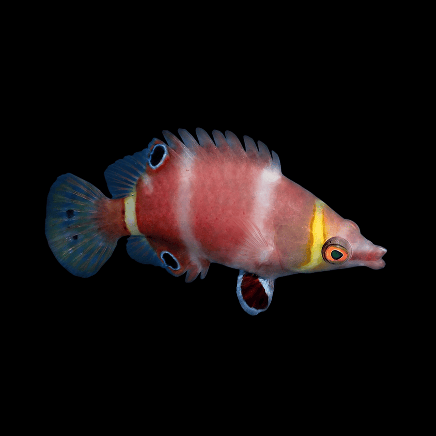 Yellow-Banded Possum Wrasse - Wetmorella nigropinnata