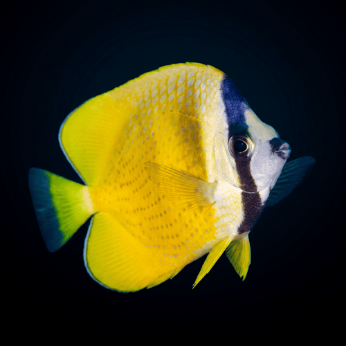 Yellow Klein's Butterflyfish - Indian Ocean