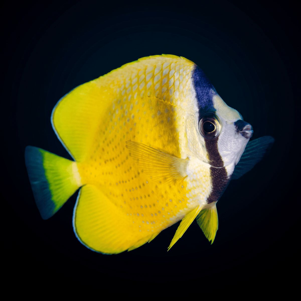 Yellow Klein's Butterflyfish - Indian Ocean
