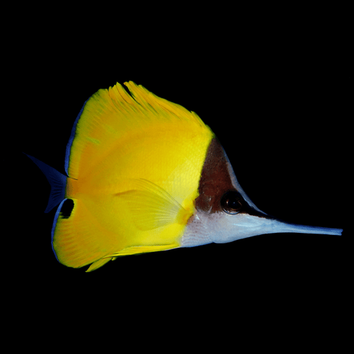 Yellow Longnose Butterflyfish