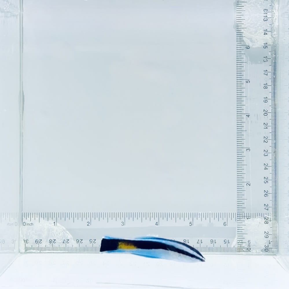 Yellow Patch Cleaner Wrasse