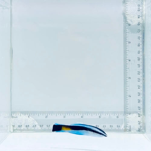 Yellow Patch Cleaner Wrasse