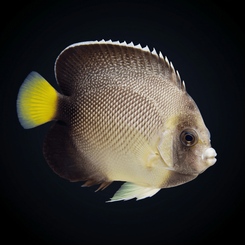 Yellowtail Cream Angelfish