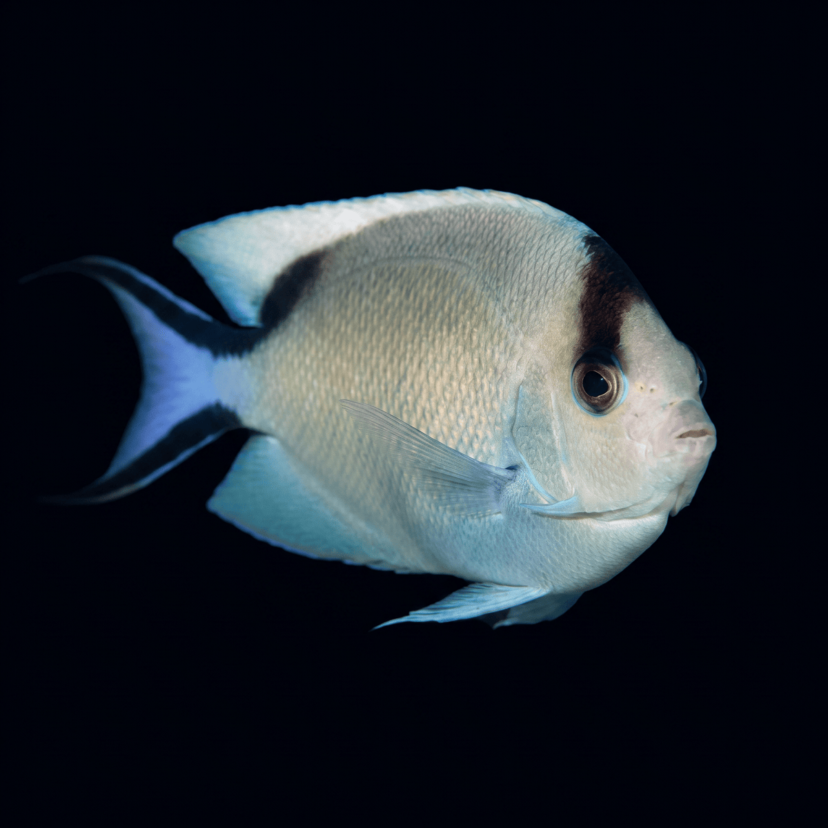 Zebra Lyretail Angelfish - Female - Red Sea