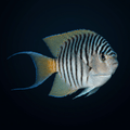 Zebra Lyretail Angelfish - Male - Maldives