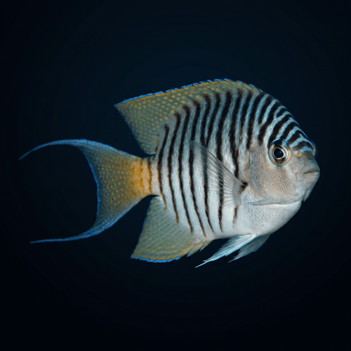 Zebra Lyretail Angelfish - Male - Maldives