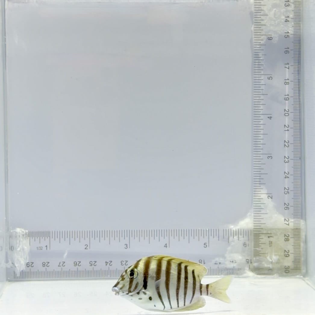 Zebra Tang