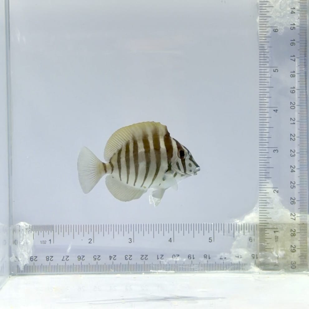 Zebra Tang