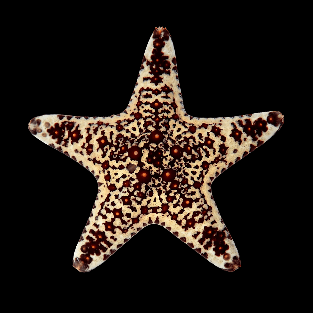African Starfish, Assorted