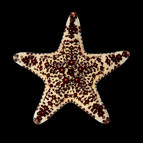 African Starfish, Assorted