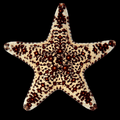 African Starfish, Assorted