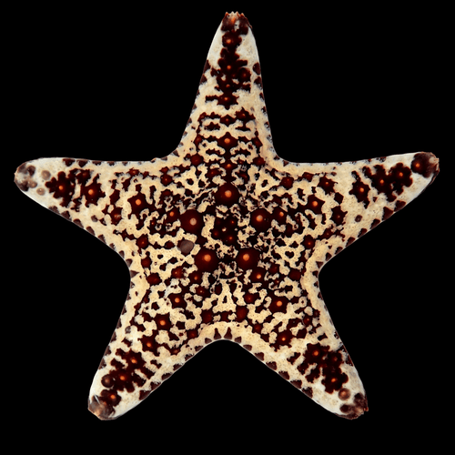 African Starfish, Assorted