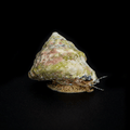 Astrea Snail