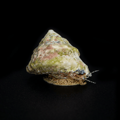 Astrea Snail