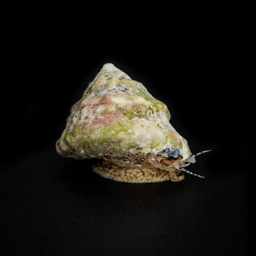 Astrea Snail