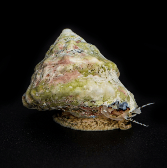 Astrea Snail