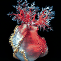 Australian Sea Apple