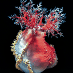 Australian Sea Apple