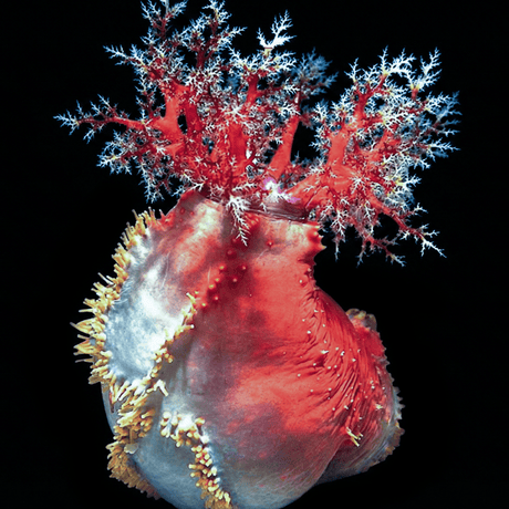 Australian Sea Apple