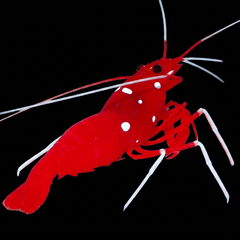 Blood Red Fire Shrimp