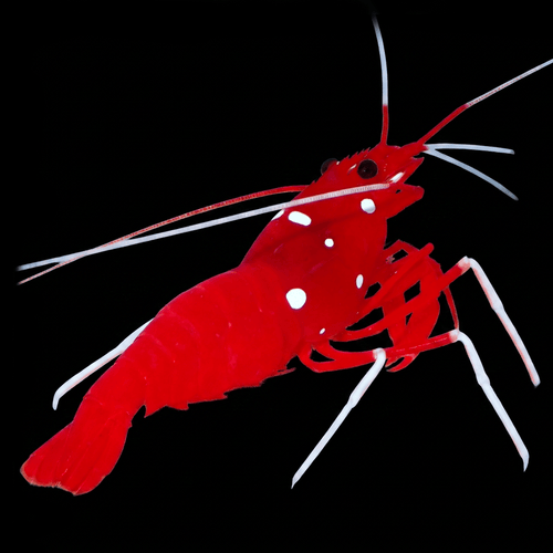 Blood Red Fire Shrimp
