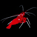 Blood Red Fire Shrimp