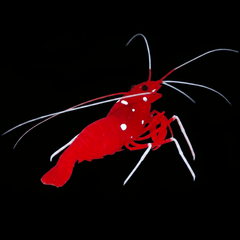 Blood Red Fire Shrimp