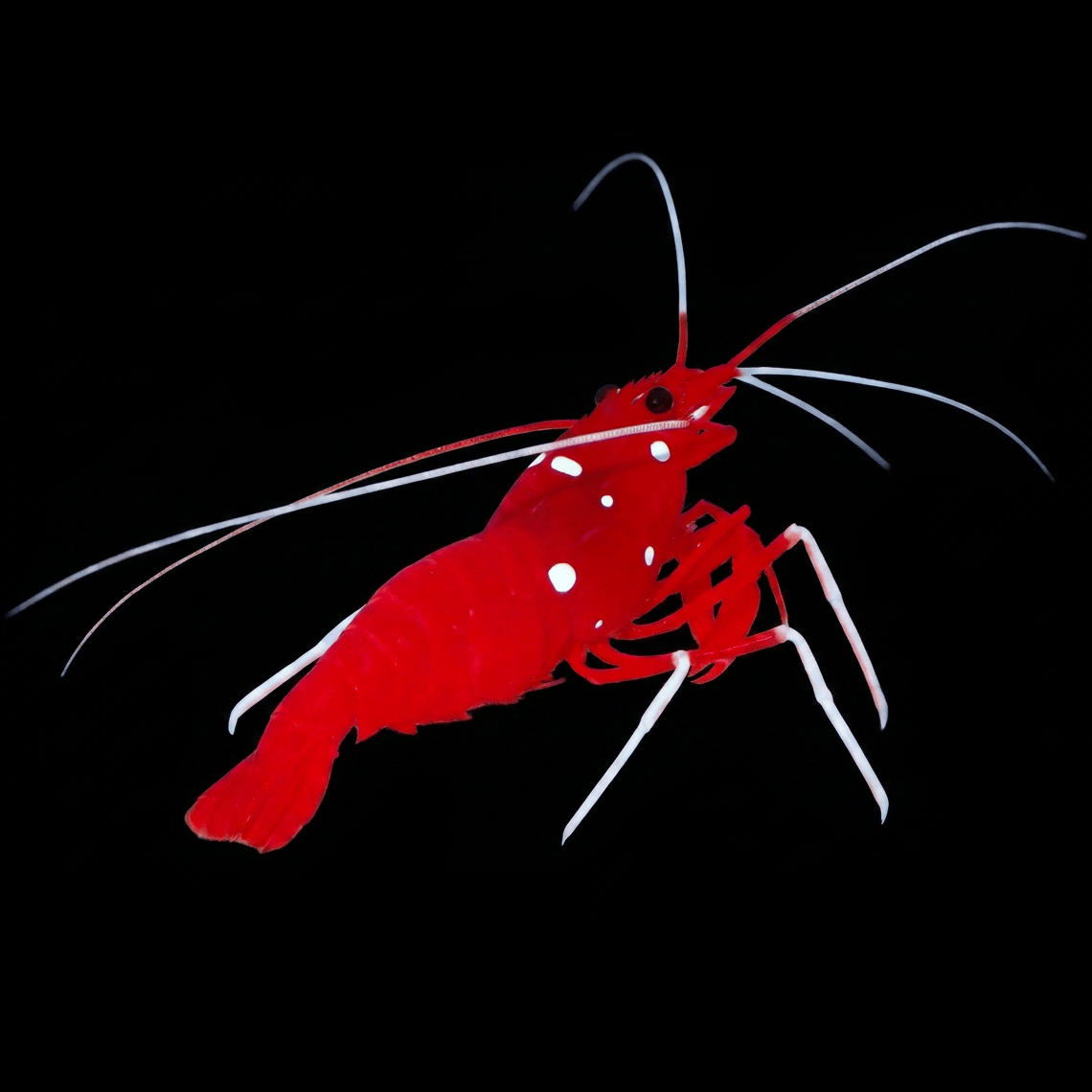 Blood Red Fire Shrimp