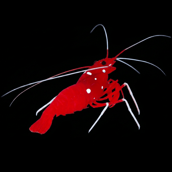 Blood Red Fire Shrimp