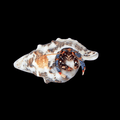 Blue Leg Hermit Crab