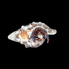 Blue Leg Hermit Crab