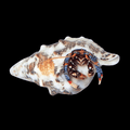 Blue Leg Hermit Crab