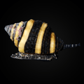 Bumble Bee Snail