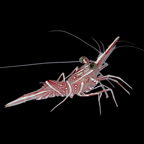 Camel Shrimp