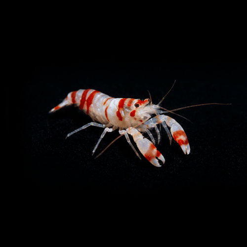 Candy Cane Pistol Shrimp Small