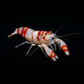 Candy Cane Pistol Shrimp Small