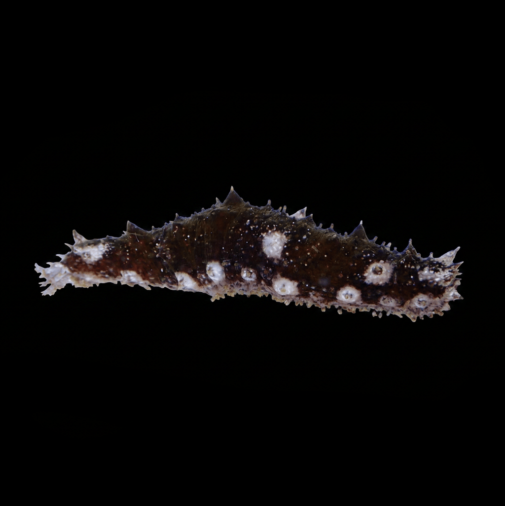 Caribbean Sea Cucumber