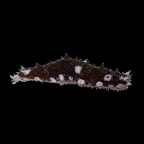 Caribbean Sea Cucumber