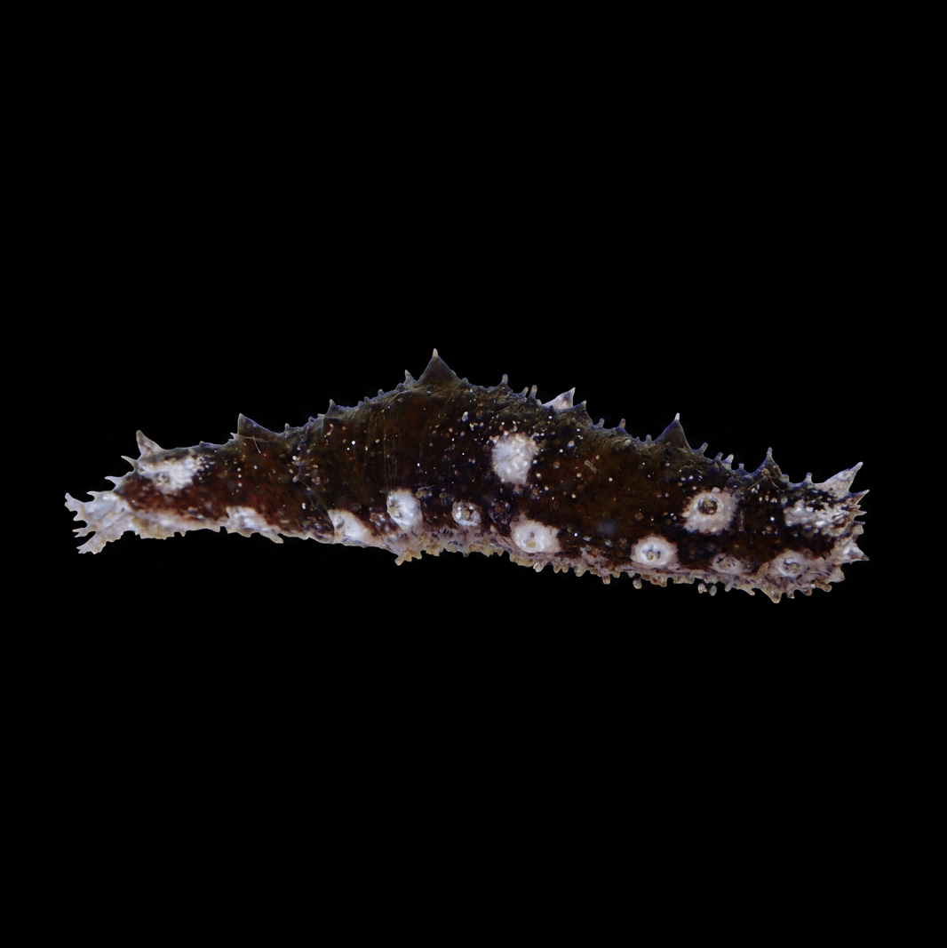 Caribbean Sea Cucumber
