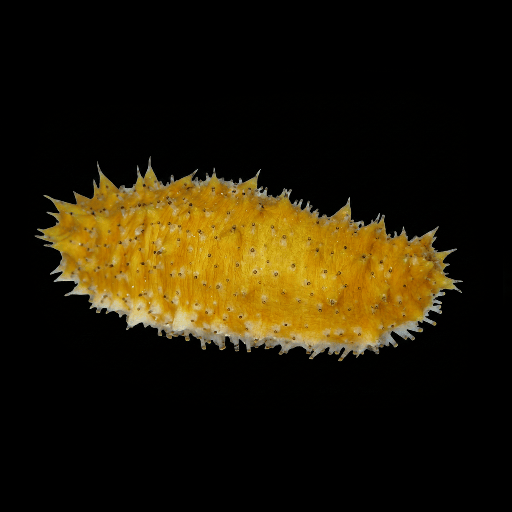 Caribbean Sea Cucumber