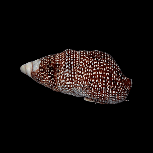 Cerith Snail