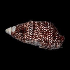 Cerith Snail